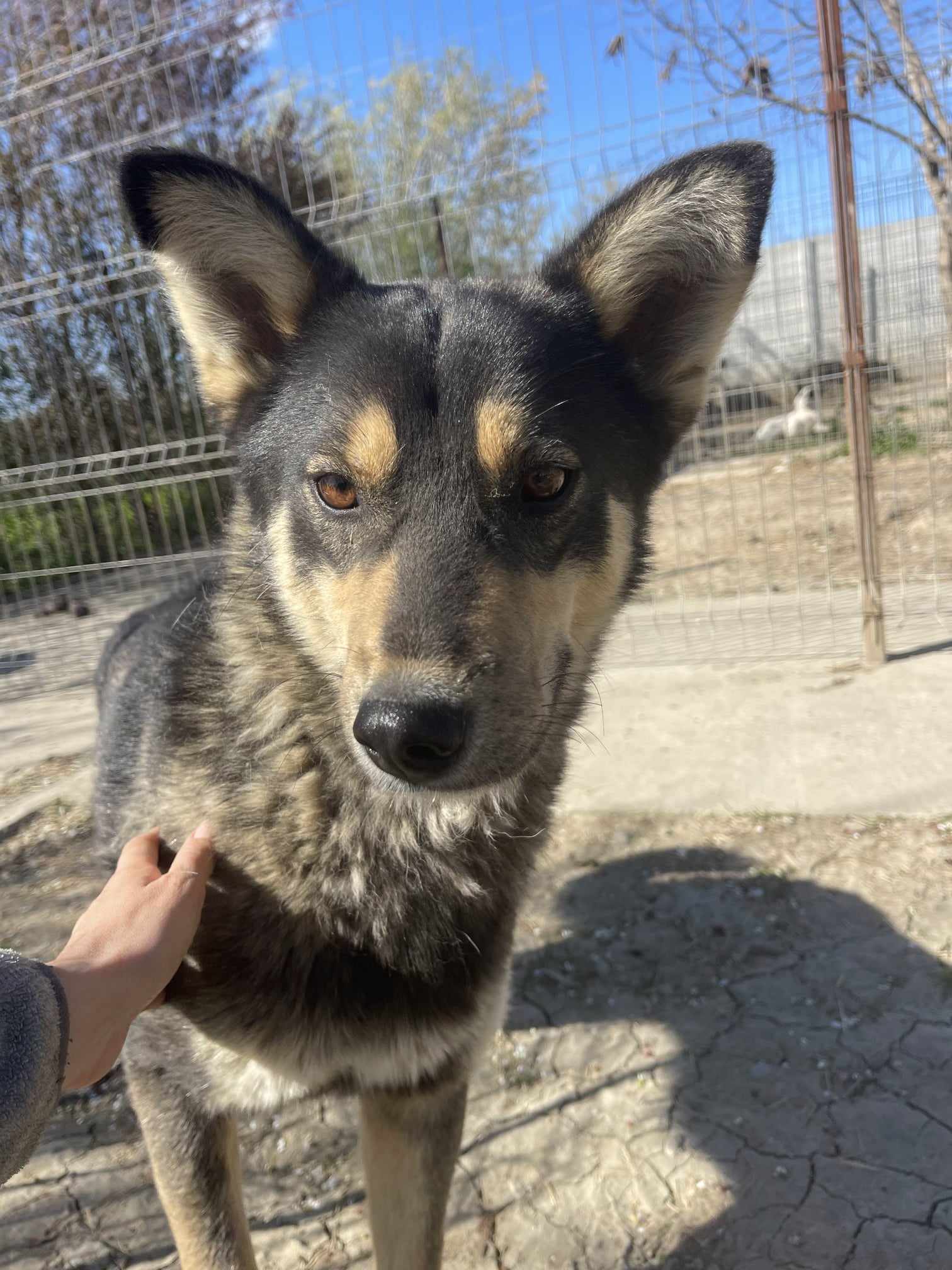 Boris