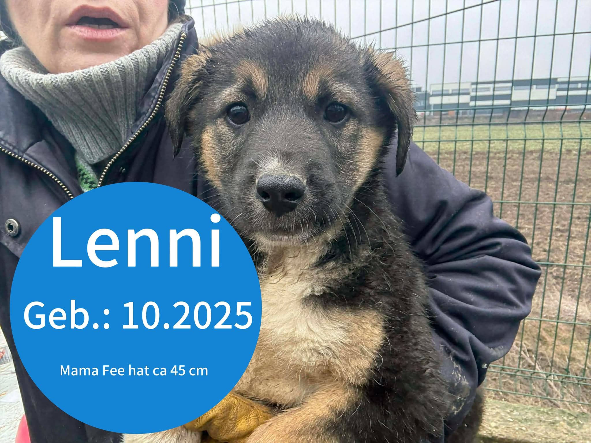 Lenni