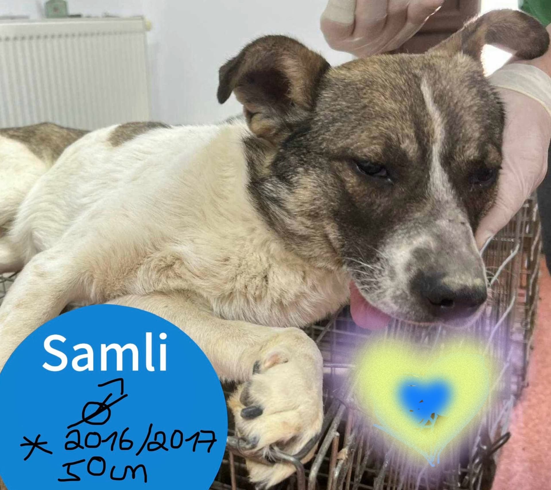 Samli
