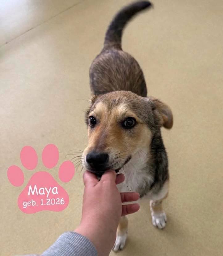 Maya