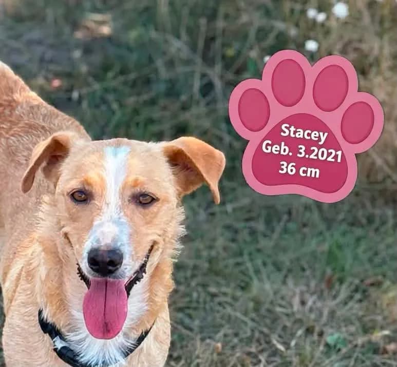 Stacey
