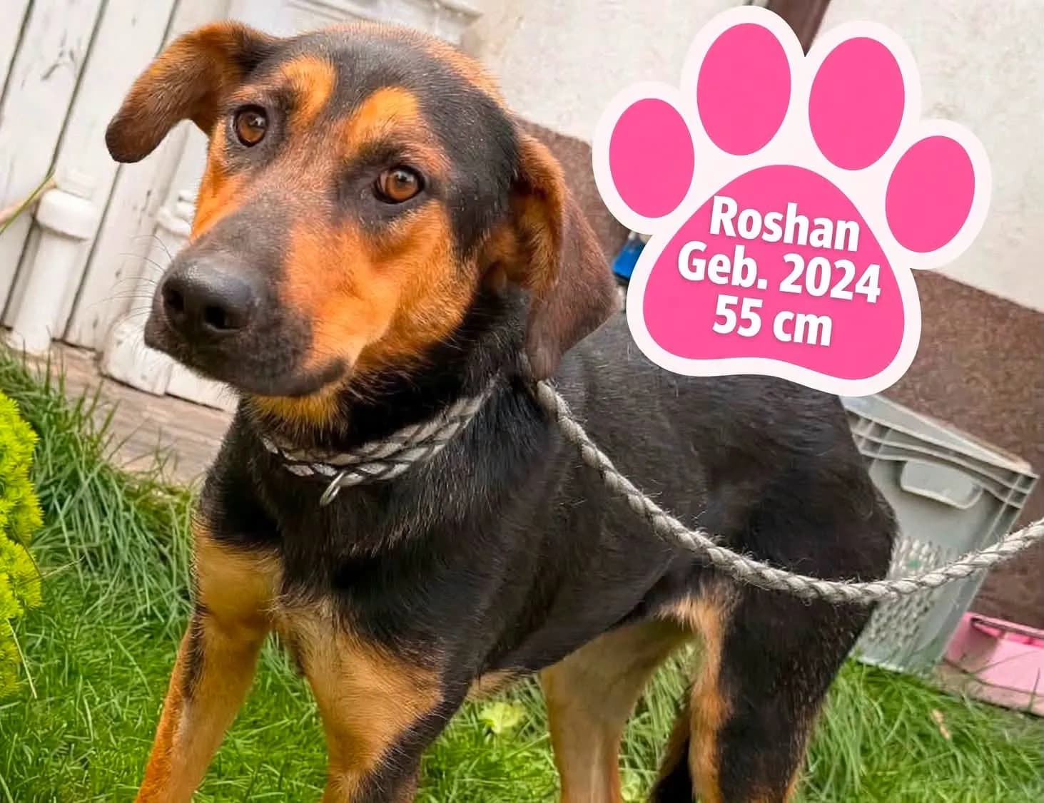 Roshan