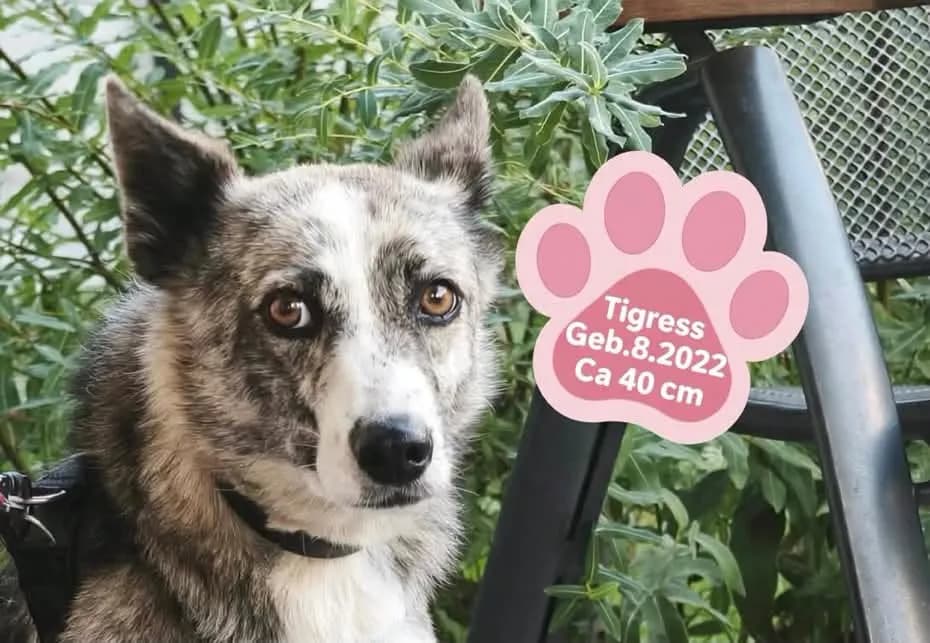Tigress