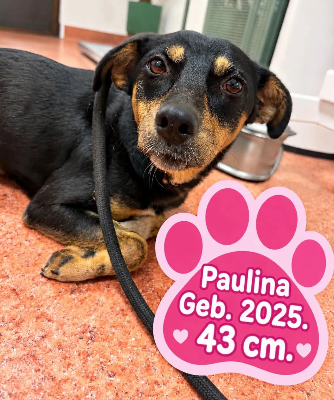 Paulina