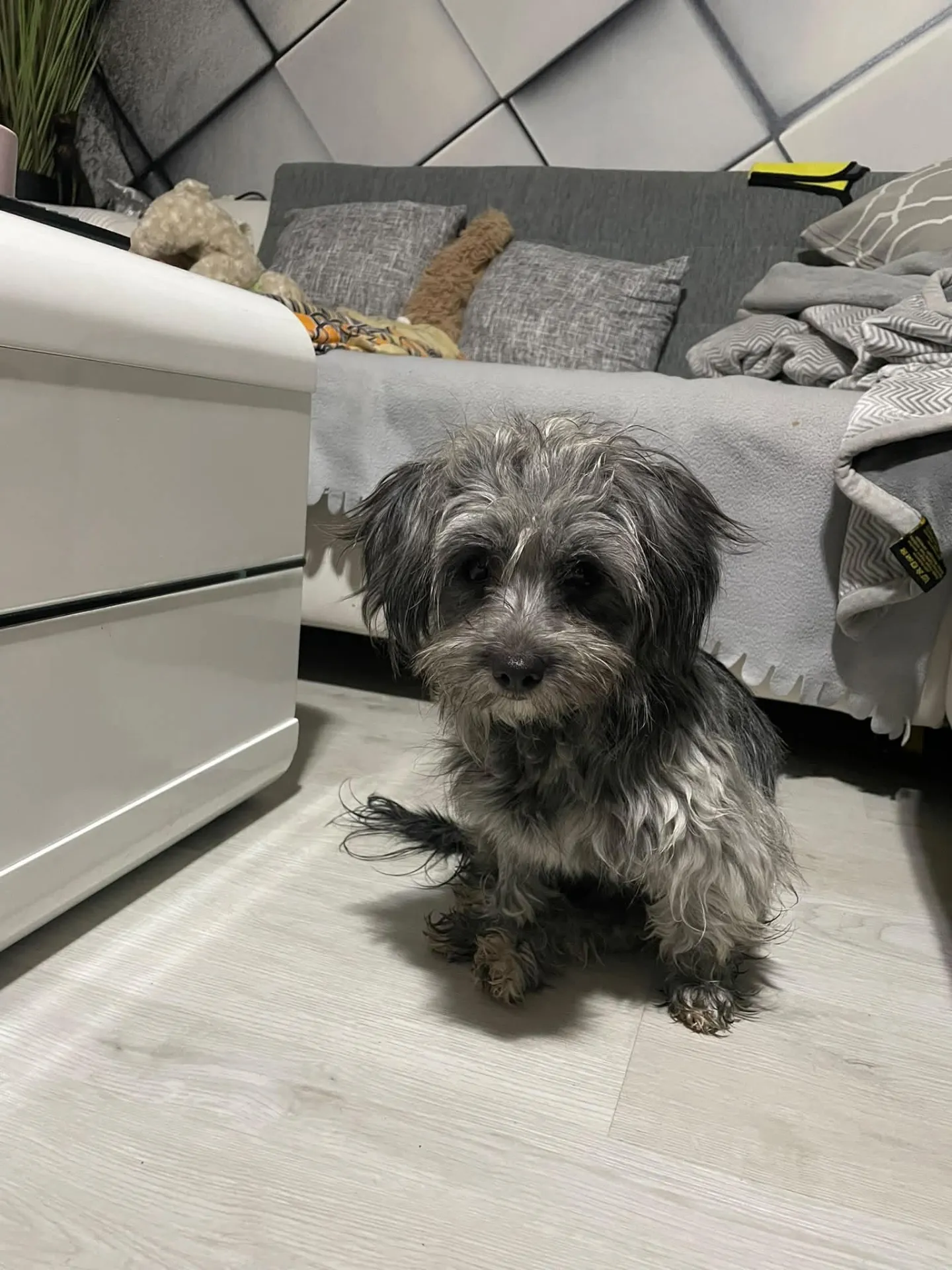 Pia