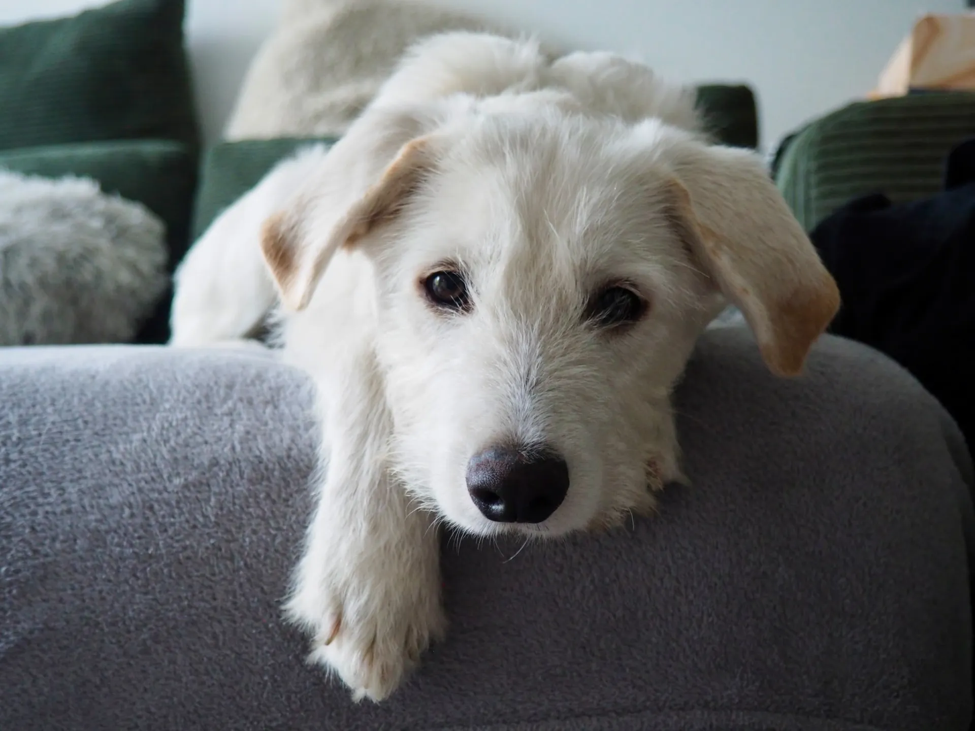 Yuki