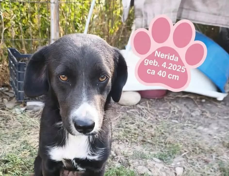 Nerida