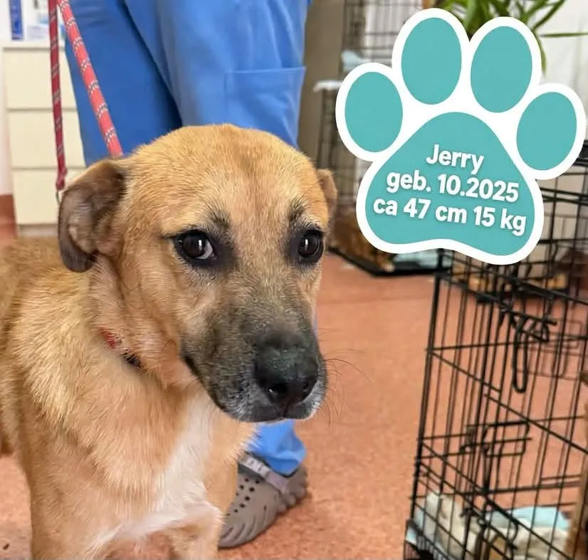 Jerry