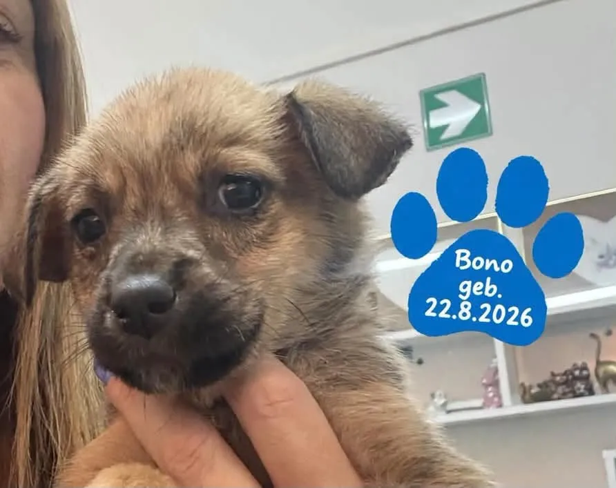 Bono